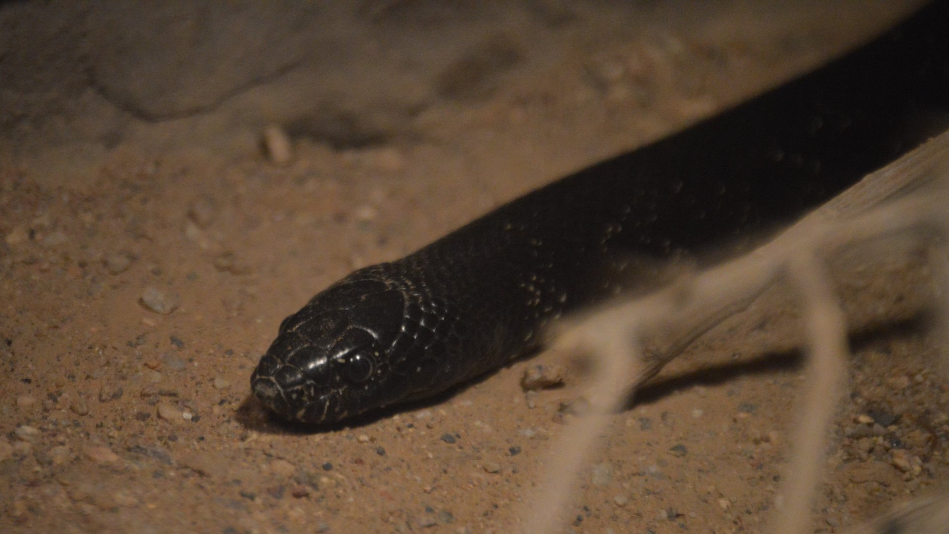 Lampropeltis getula nigrita