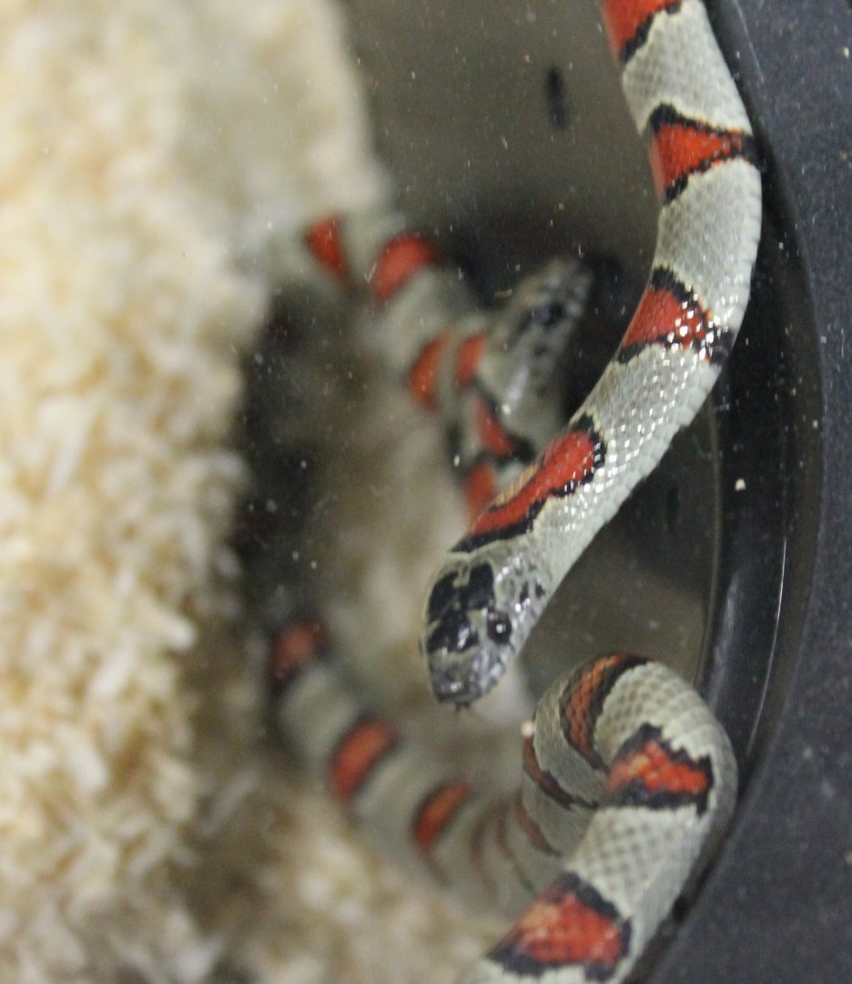 Lampropeltis greeri