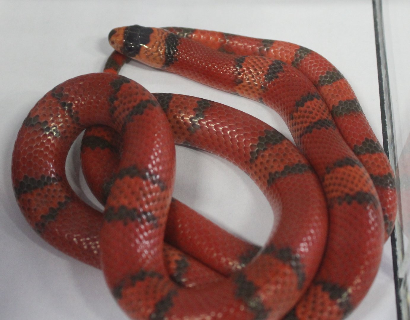 Lampropeltis hondurensis tangerine