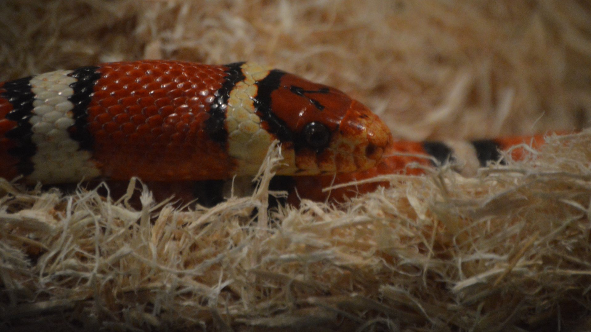 Lampropeltis mexicana thayeri