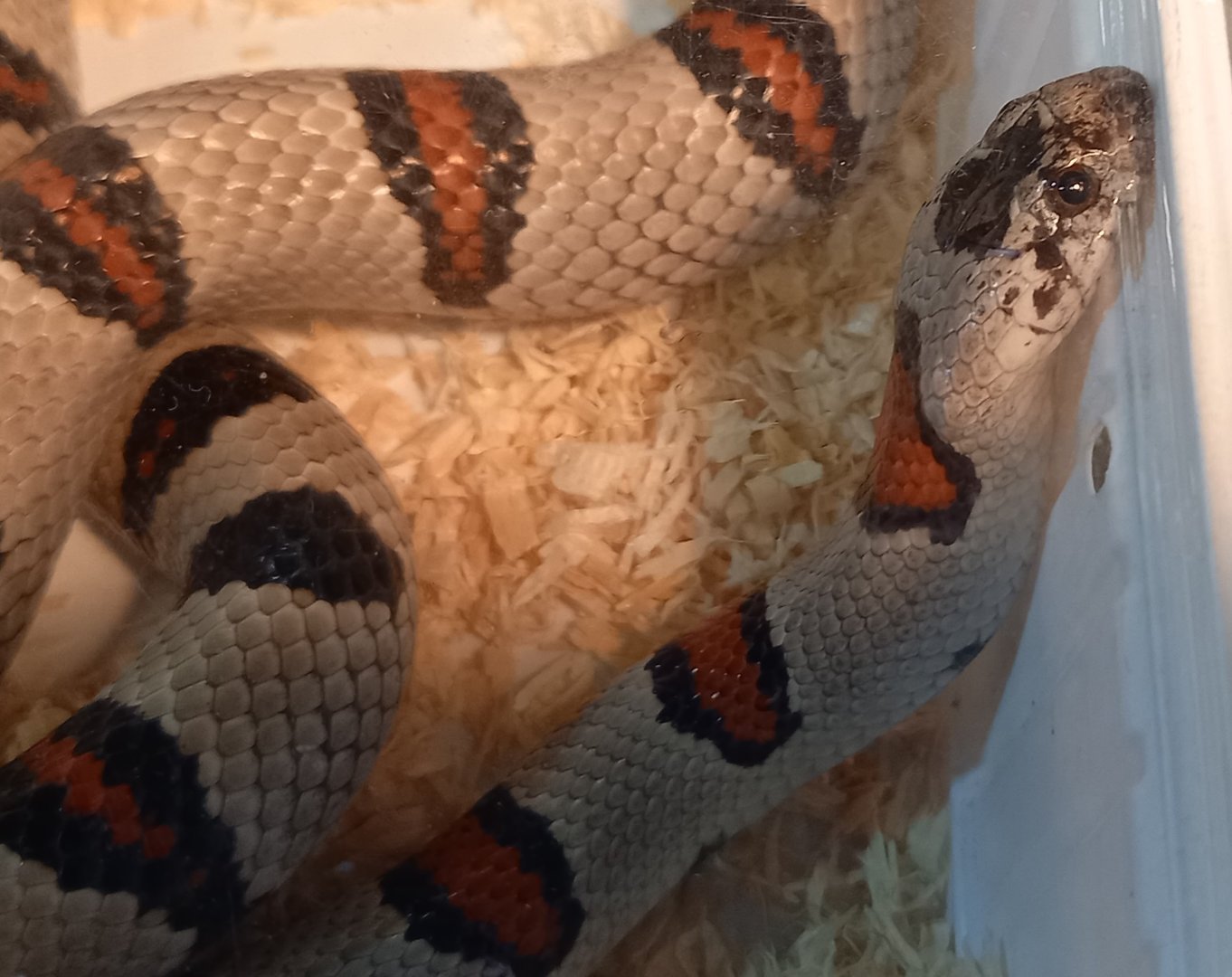 Lampropeltis mexicana thayeri