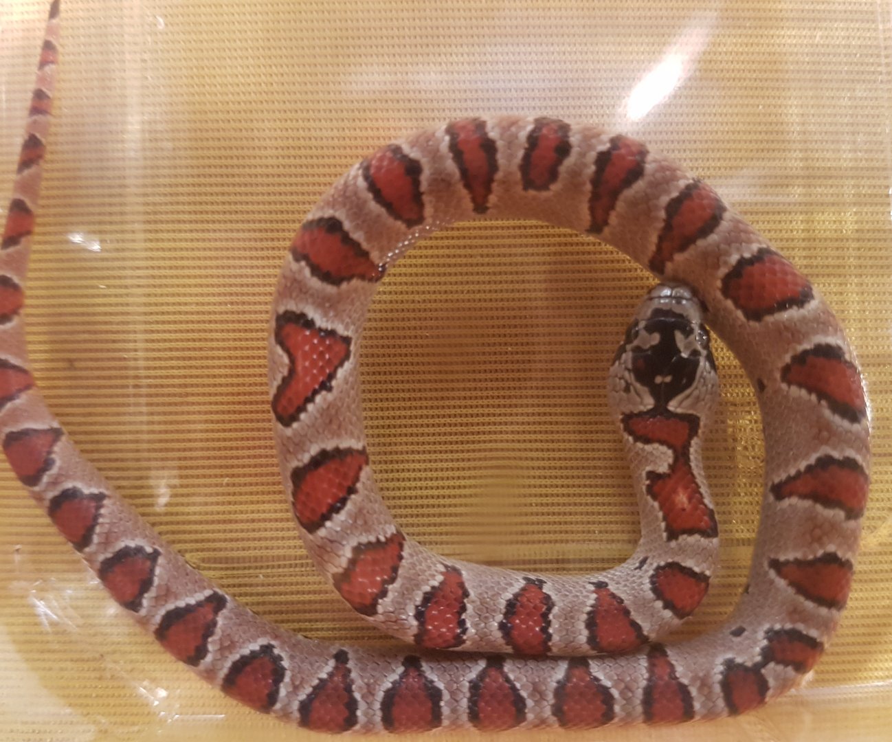 Lampropeltis mexicana