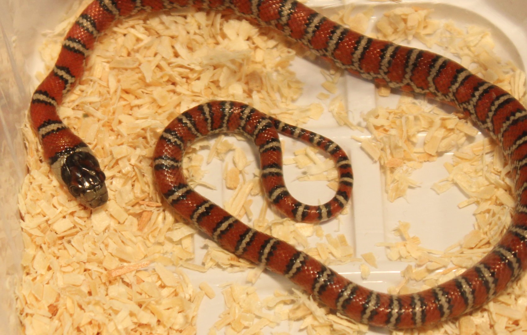 Lampropeltis pyromelana knoblochi