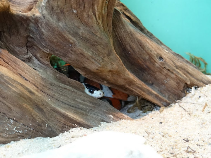 Lampropeltis pyromelana pyromelana