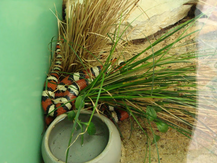 Lampropeltis pyromelana
