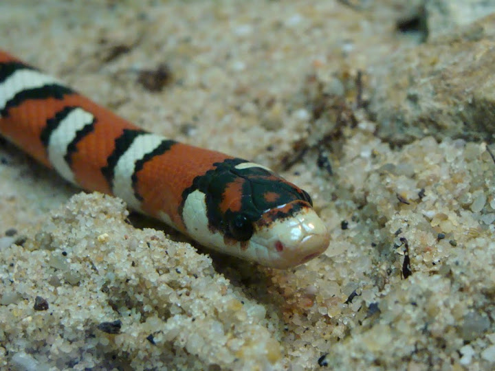 Lampropeltis pyromelana