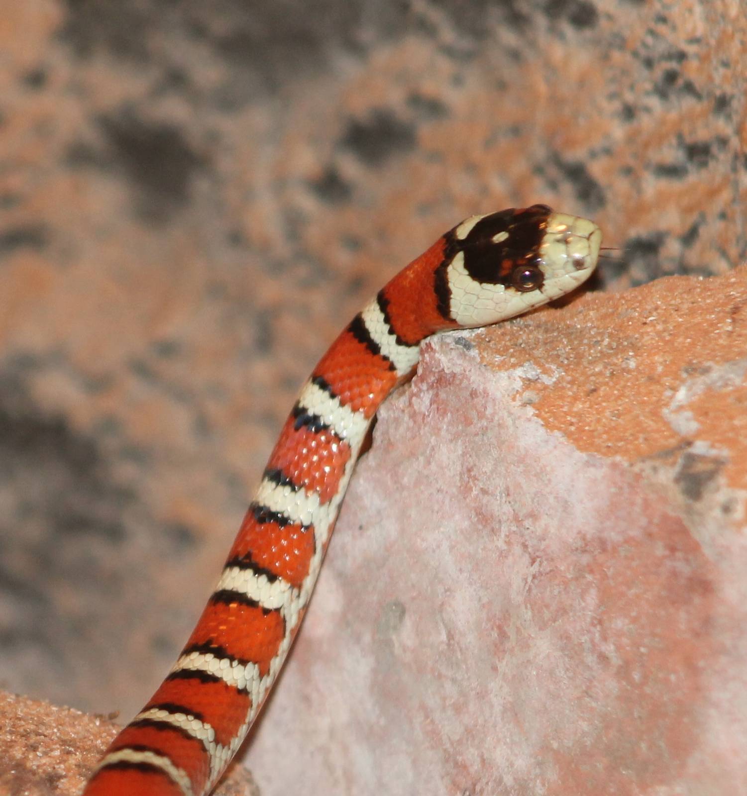 Lampropeltis pyromelana
