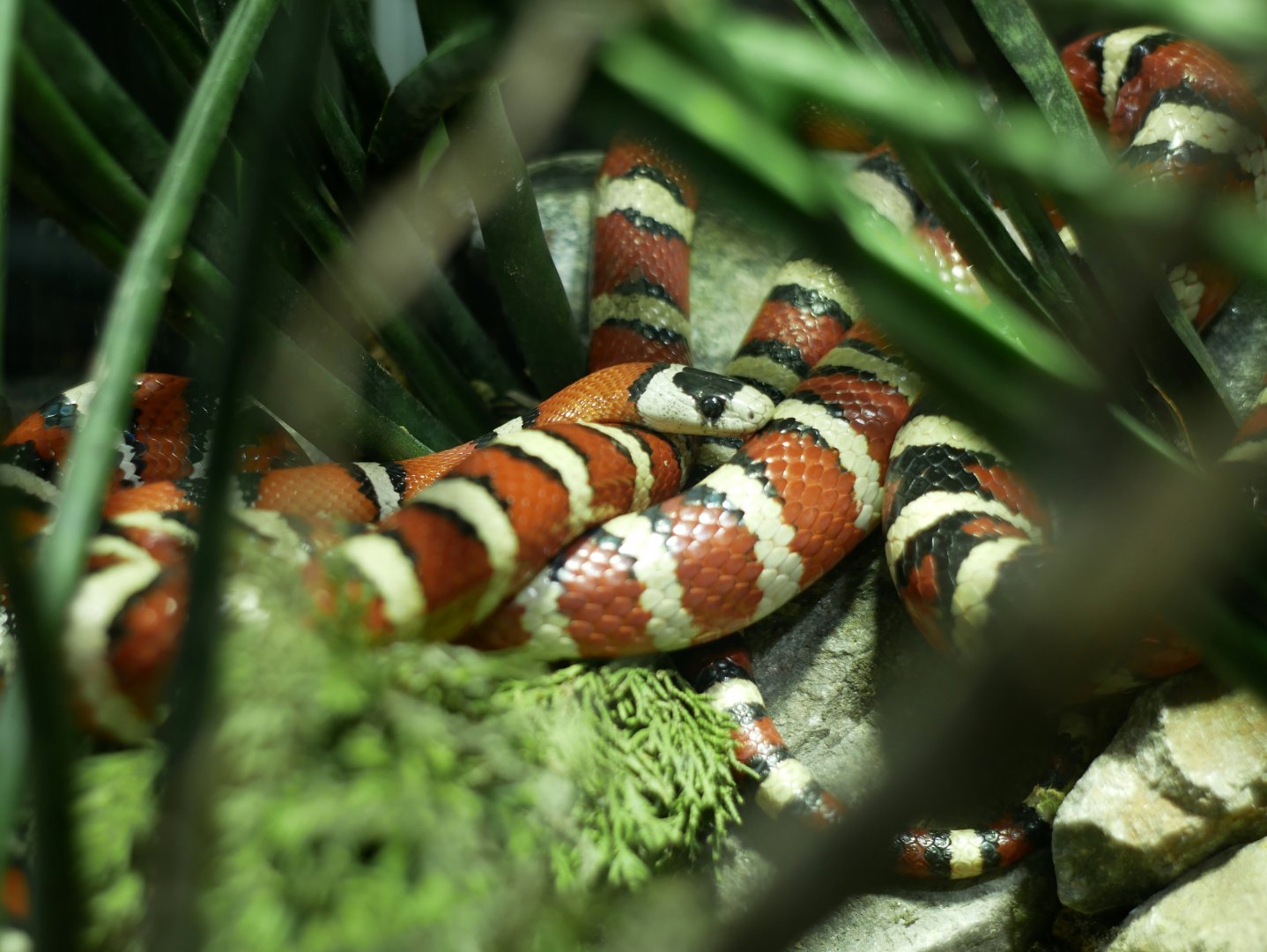 Lampropeltis pyromelana