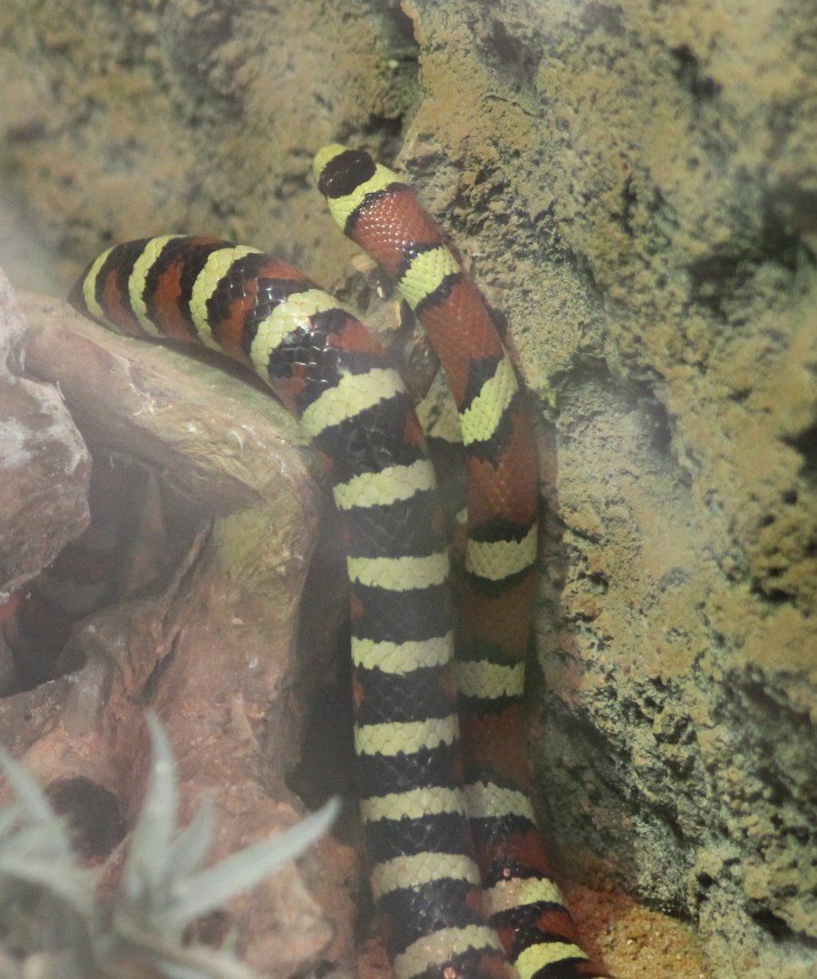 Lampropeltis pyromelanis