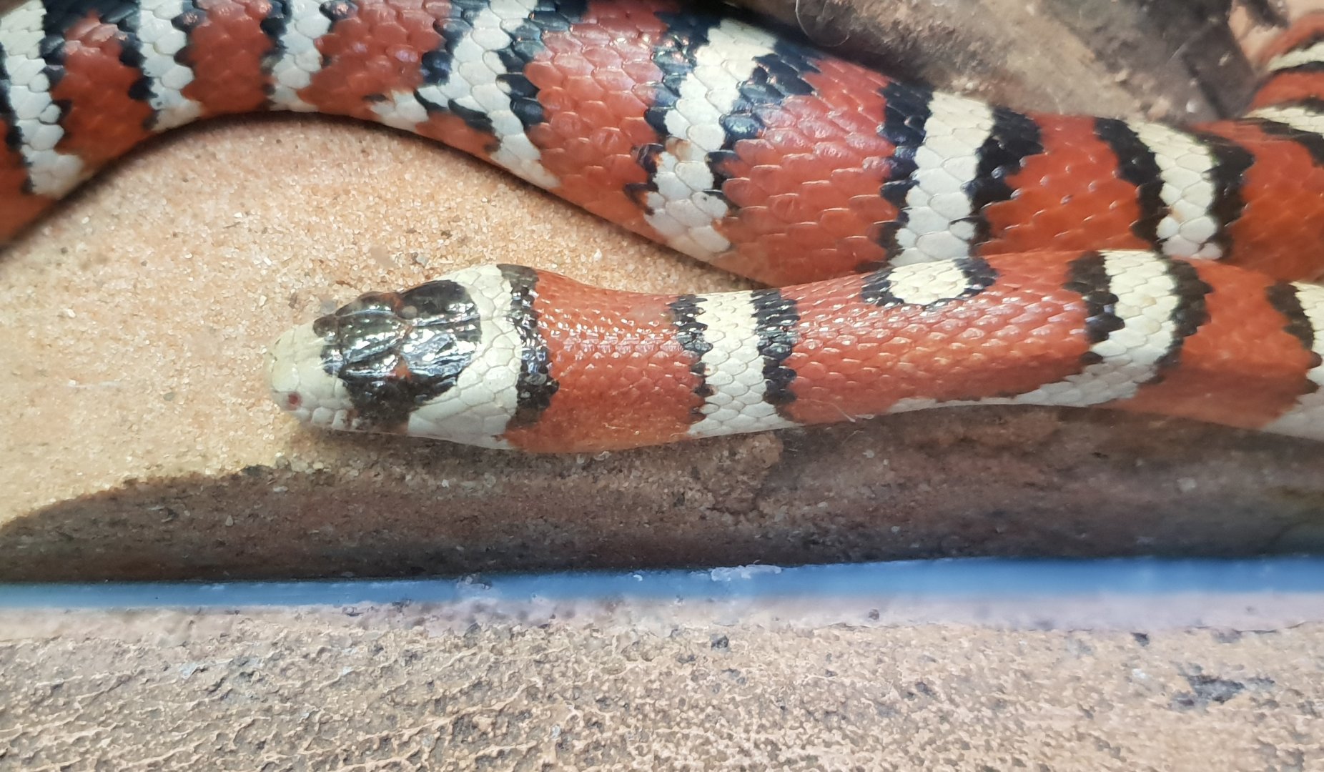 Lampropeltis pyromelanis