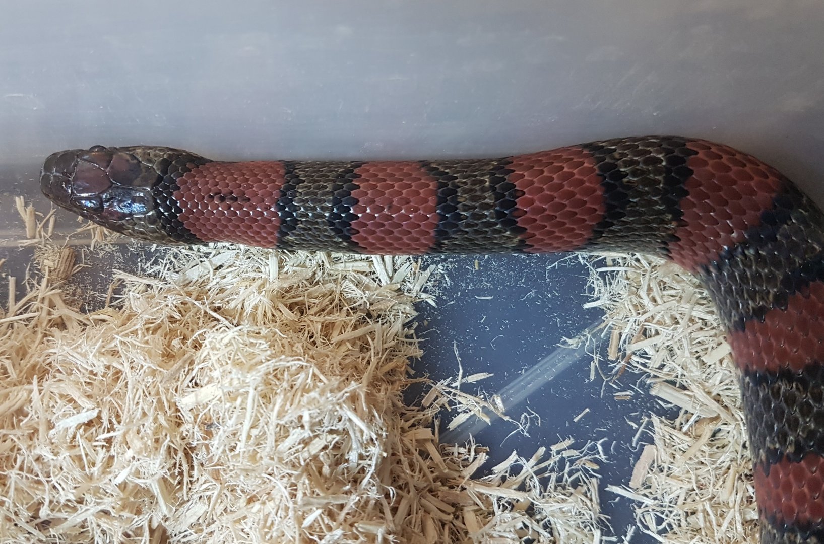 Lampropeltis ruthveni