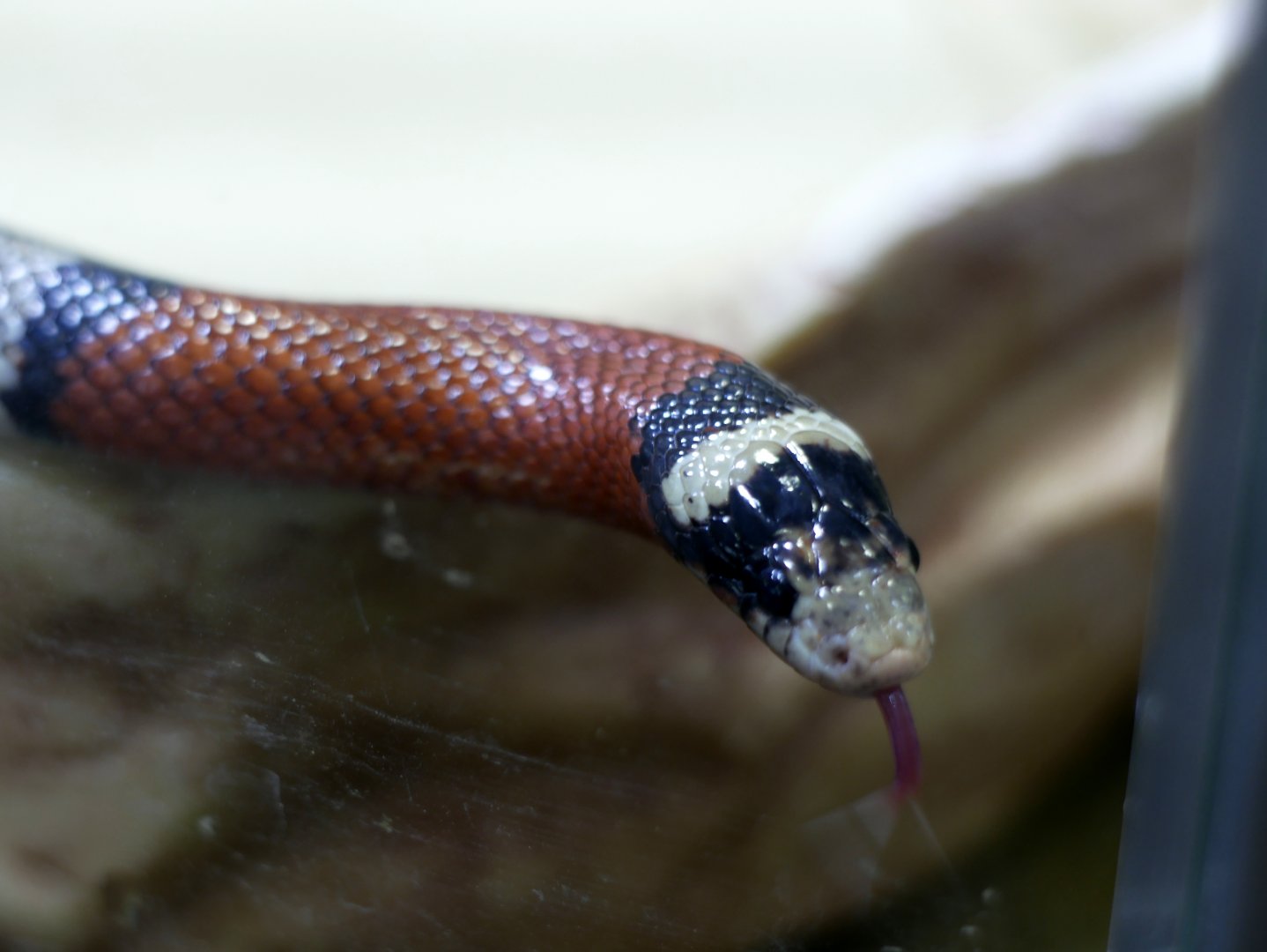 Lampropeltis sinaloae