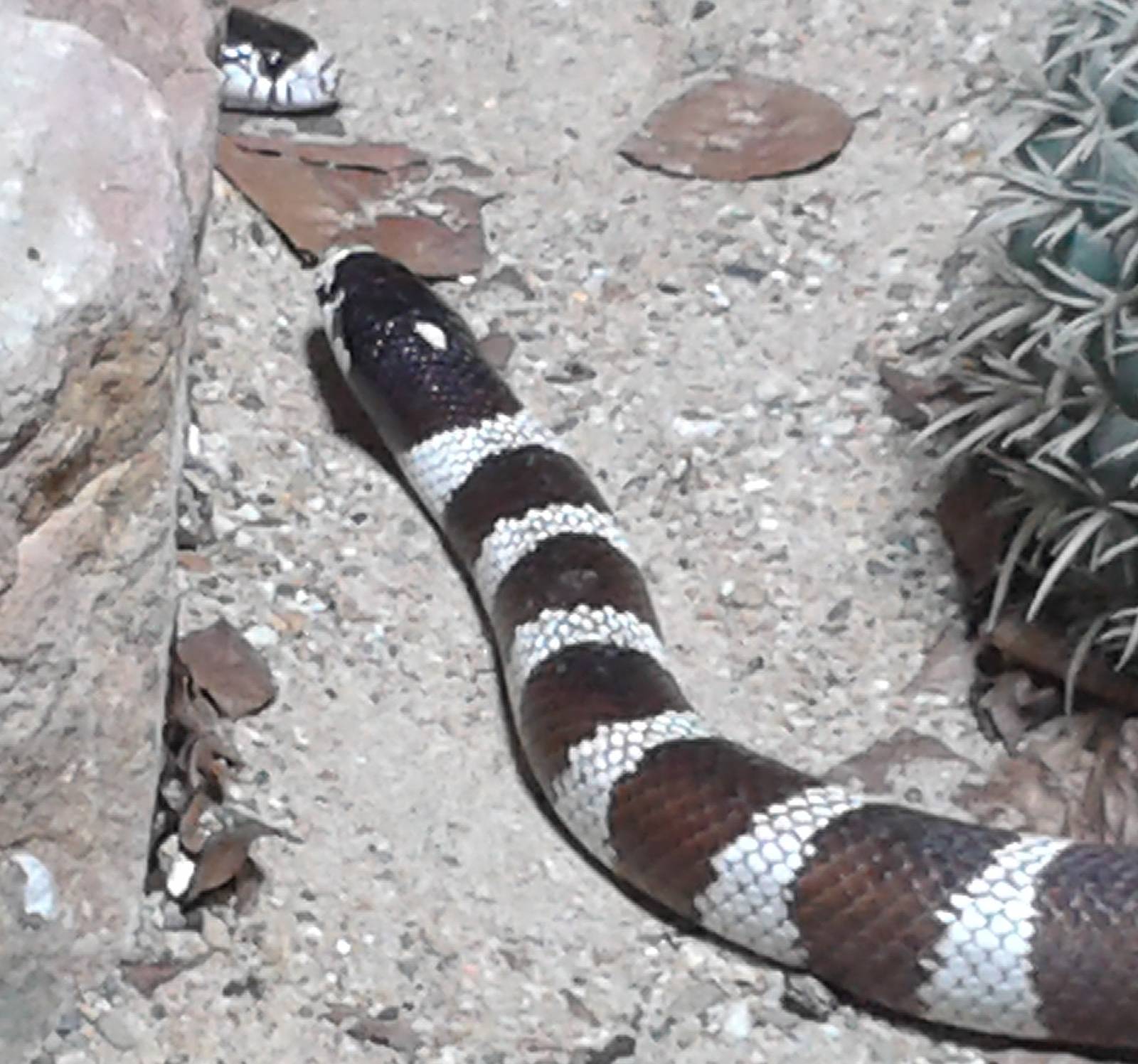 Lampropeltis species ID