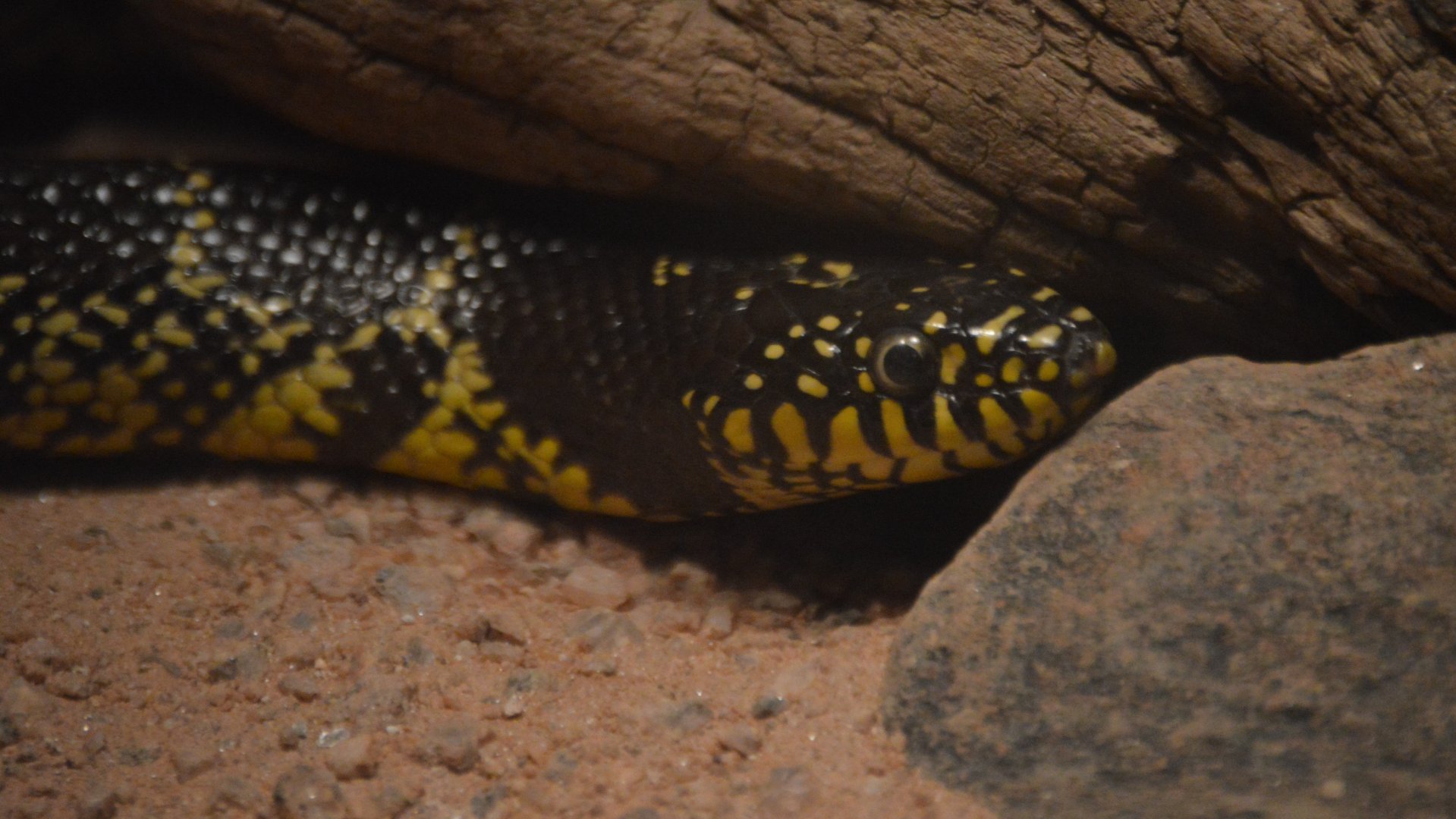 Lampropeltis splendida