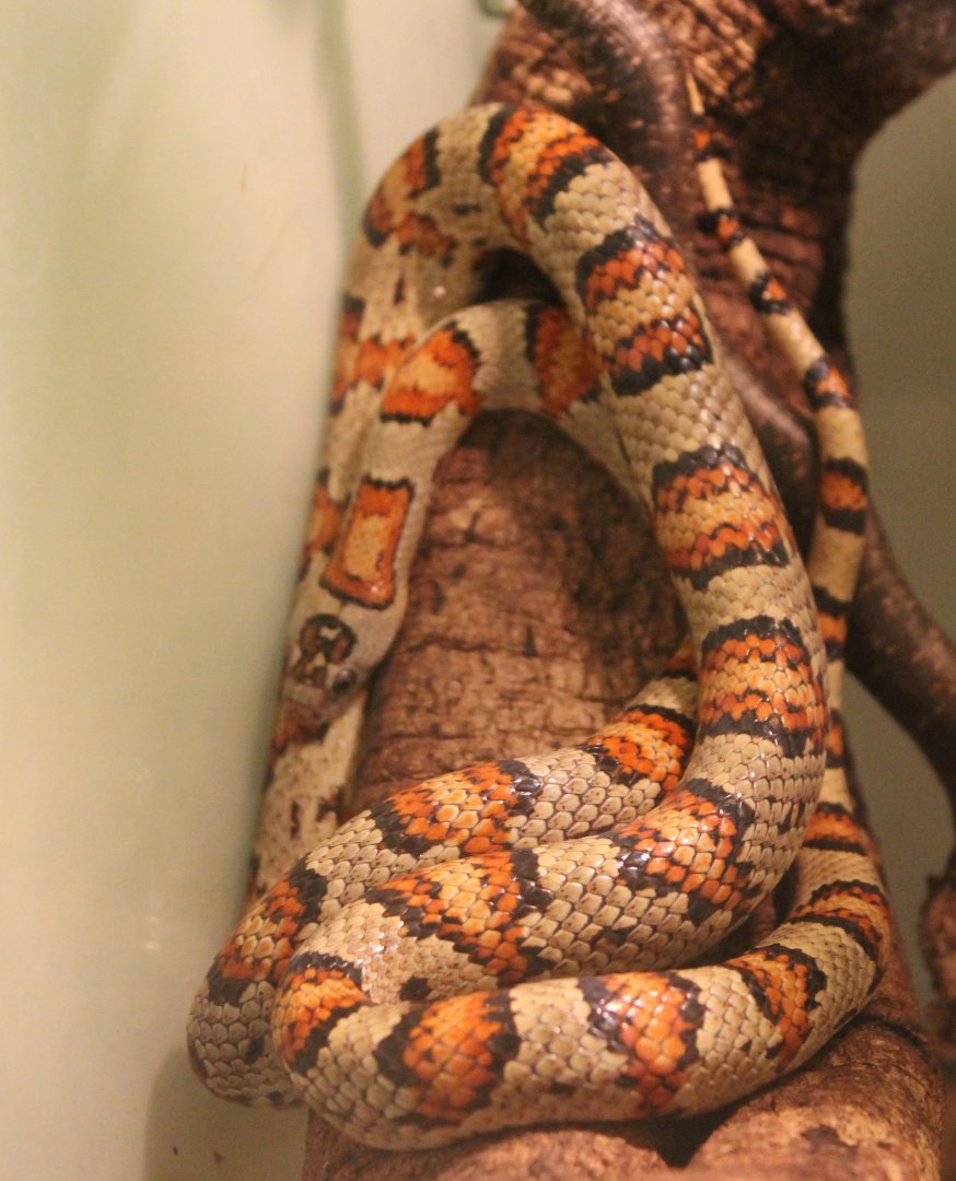 Lampropeltis thayeri