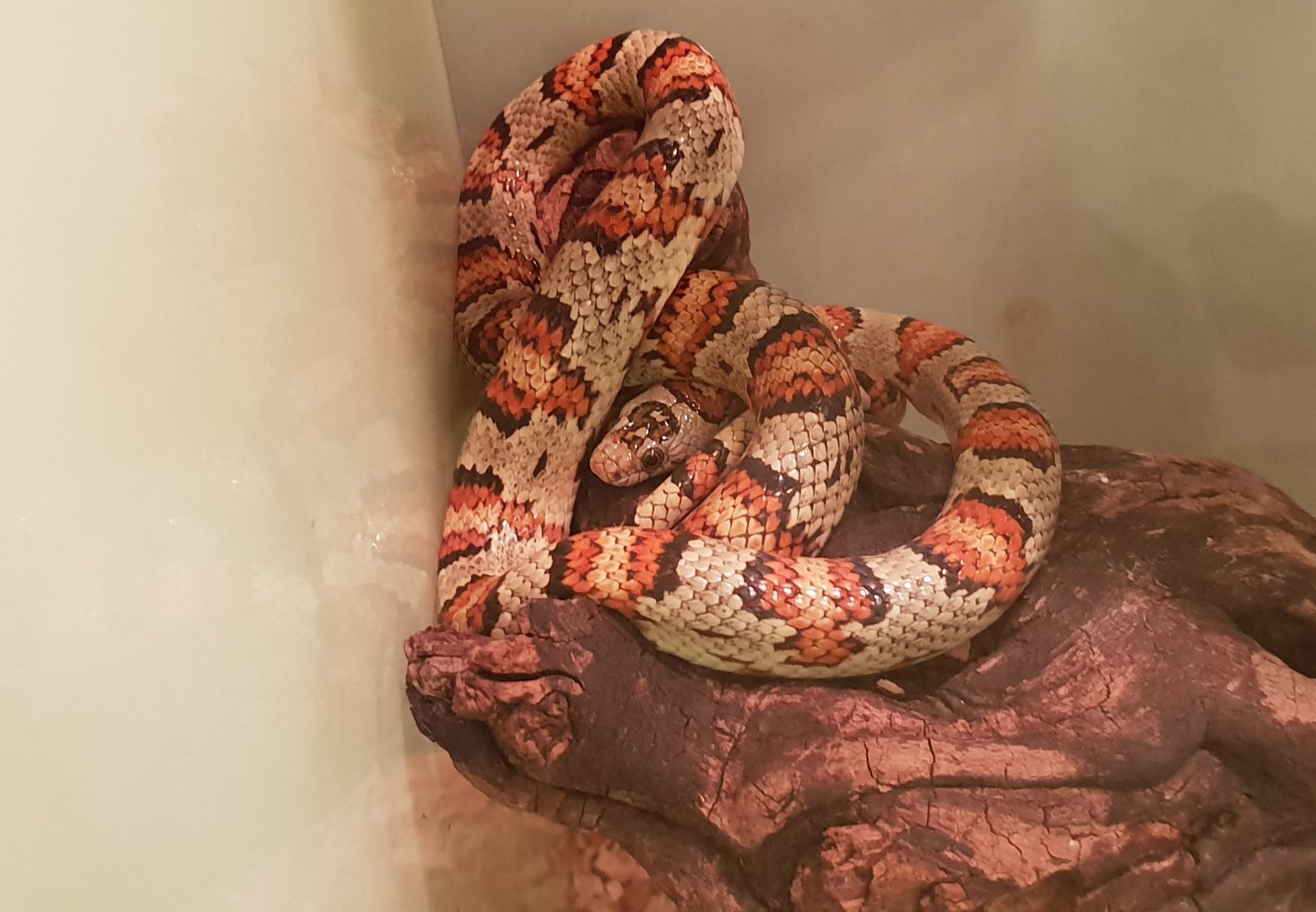 Lampropeltis thayeri