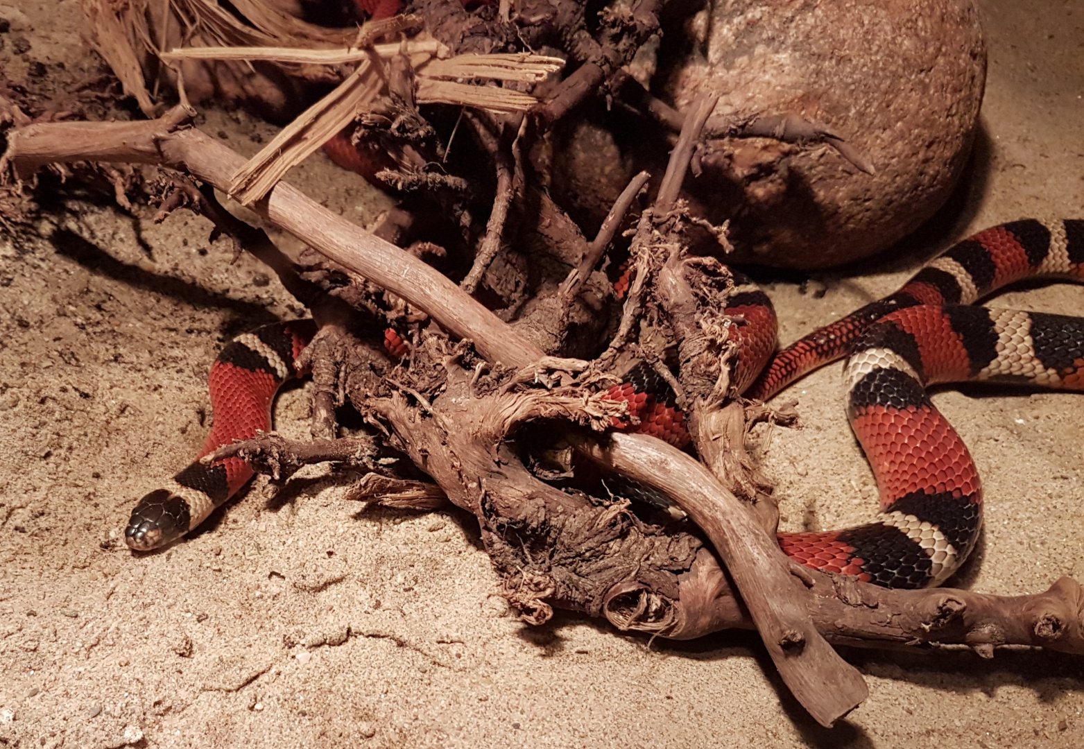 Lampropeltis triagulum