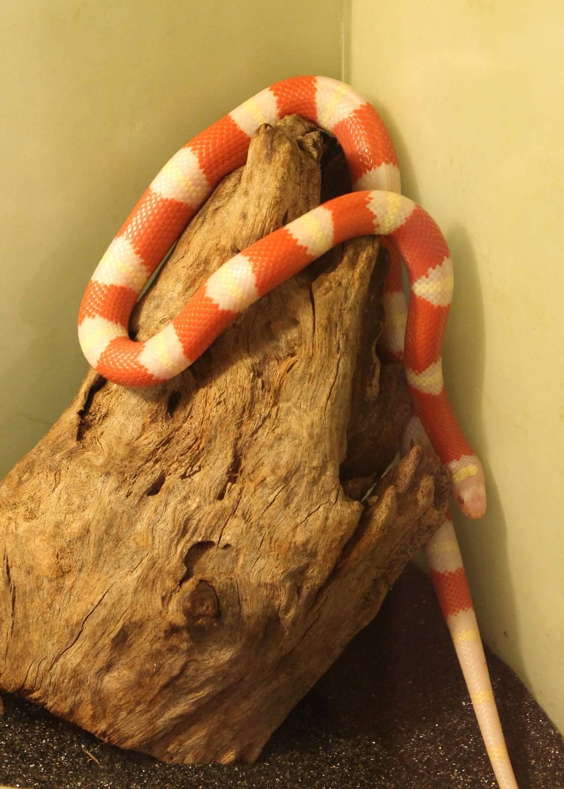 Lampropeltis triangulum nelsoni