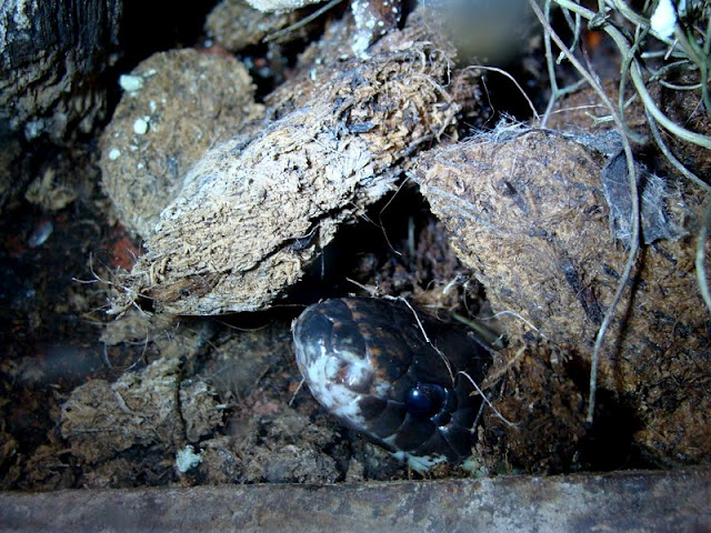 Lampropeltis triangulum sinaloae