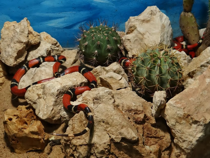 Lampropeltis triangulum sinaloae