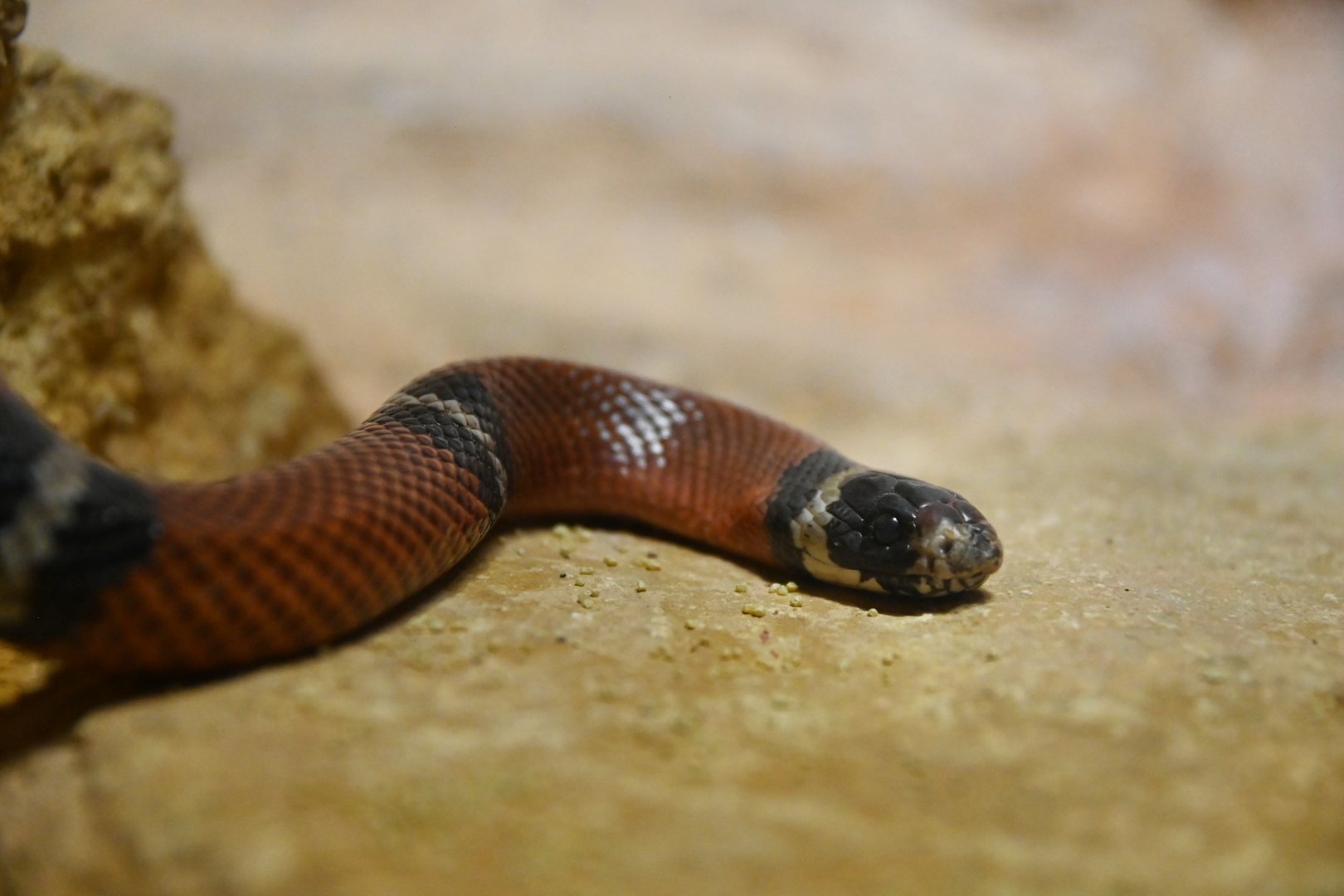 Lampropeltis triangulum