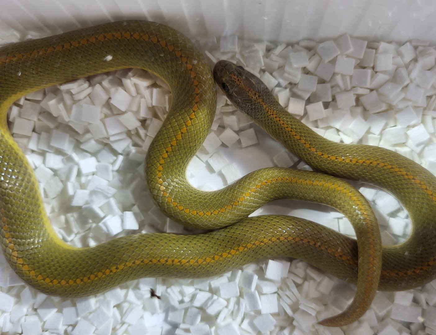 Lamprophis aurora