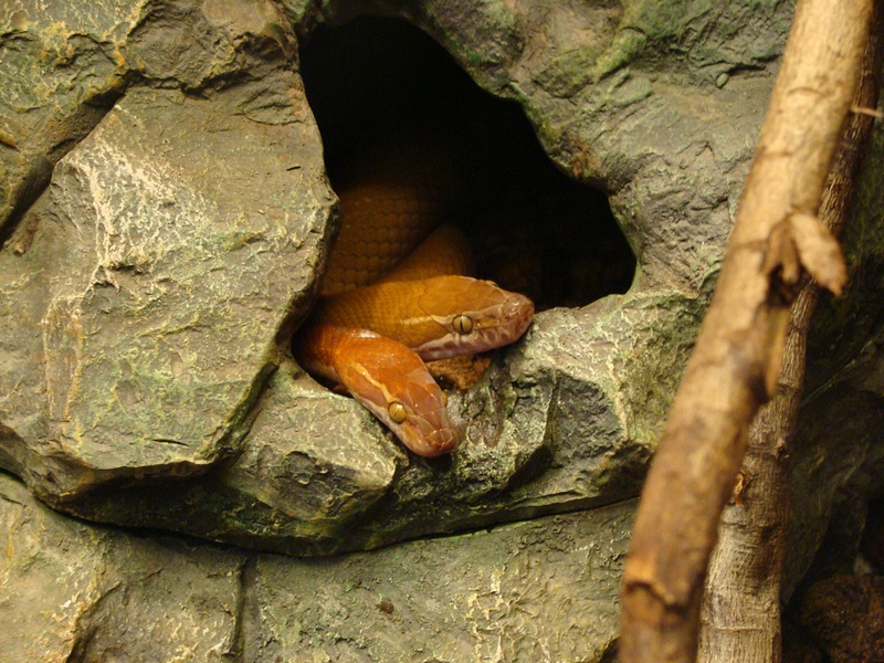Lamprophis fuliginosus
