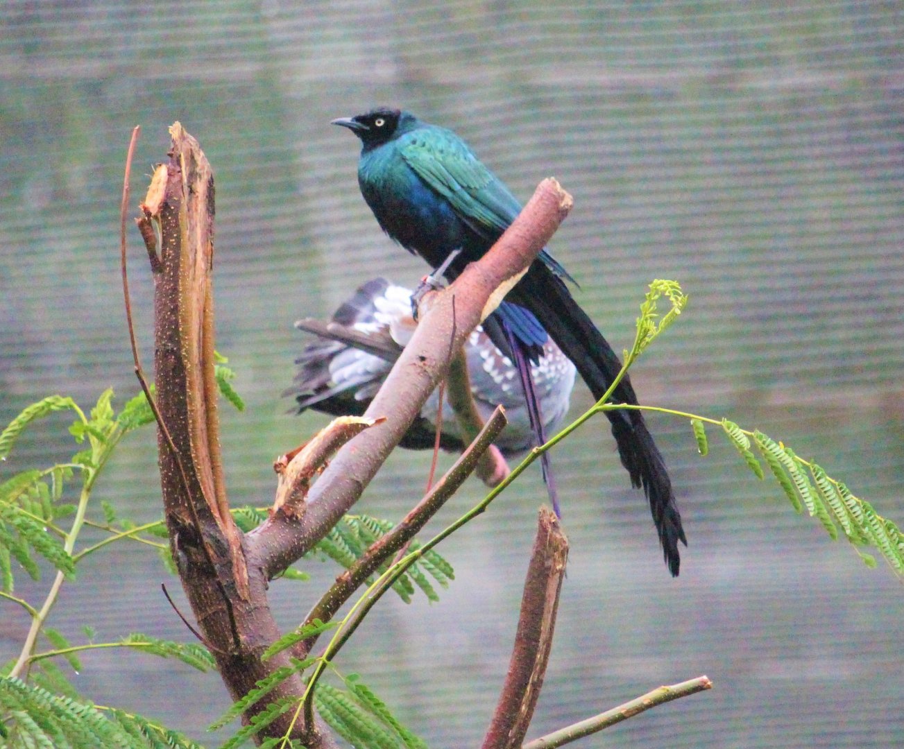 Lamprotornis caudatus / Long-tailed glossy starling