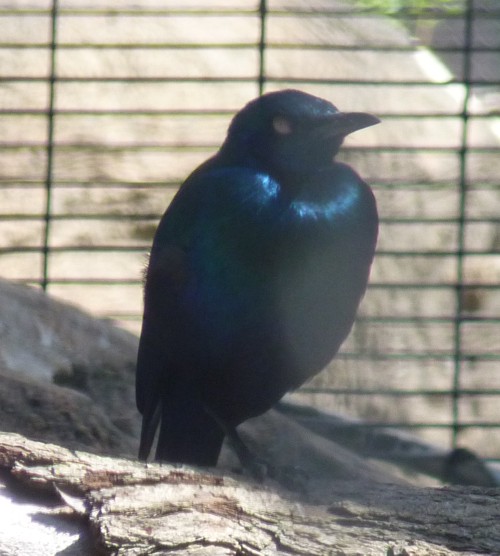 Lamprotornis chalybaeus