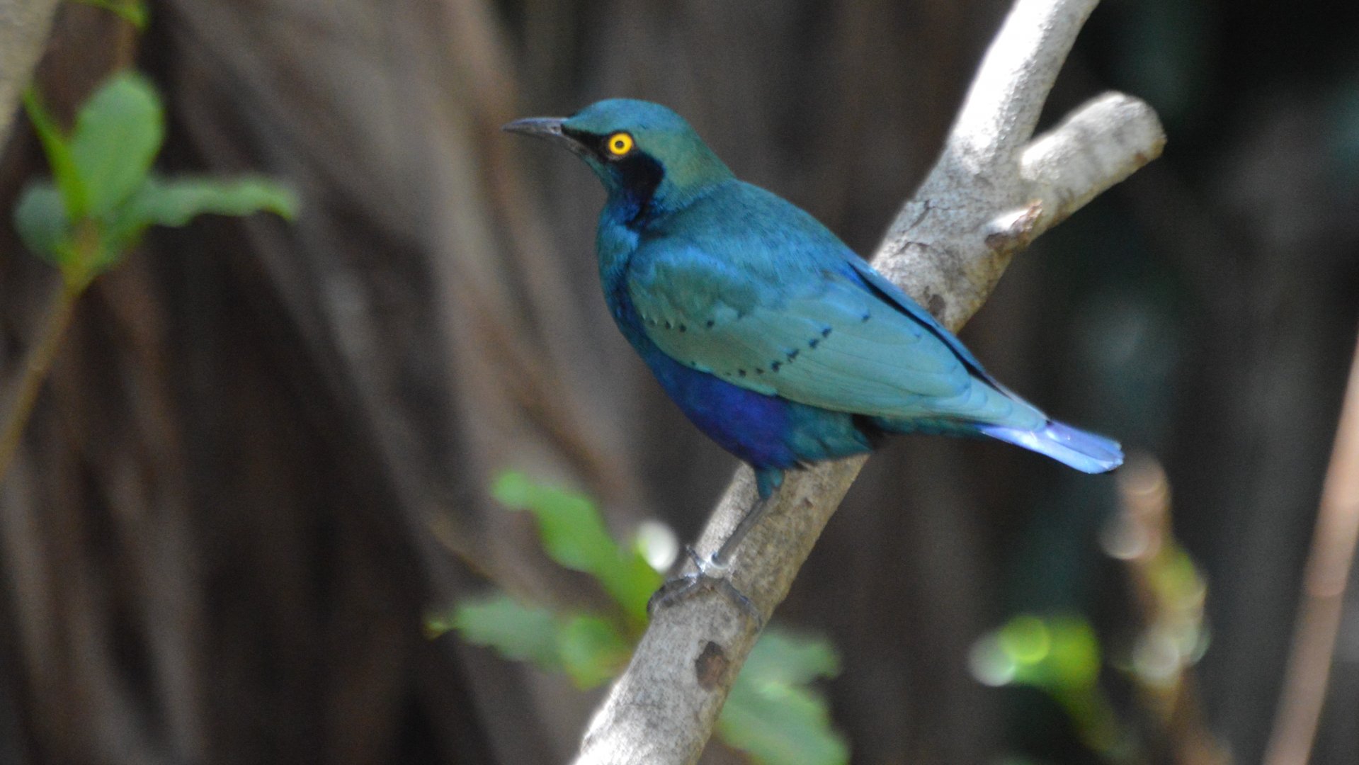 Lamprotornis chalybaeus