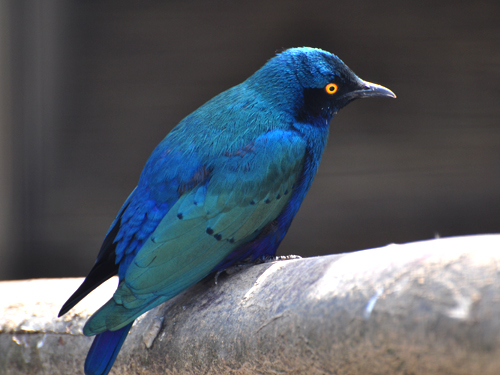 Lamprotornis chloropterus / Lesser blue-eared starling at Vorobyi Birdpark