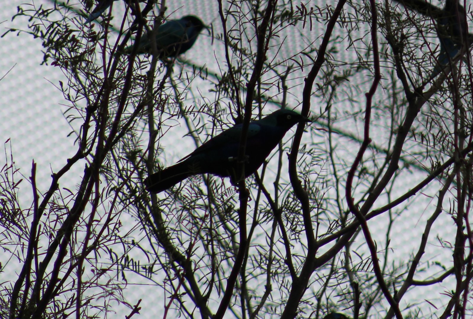 Lamprotornis purpureus??