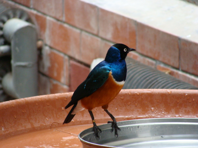 Lamprotornis superbus