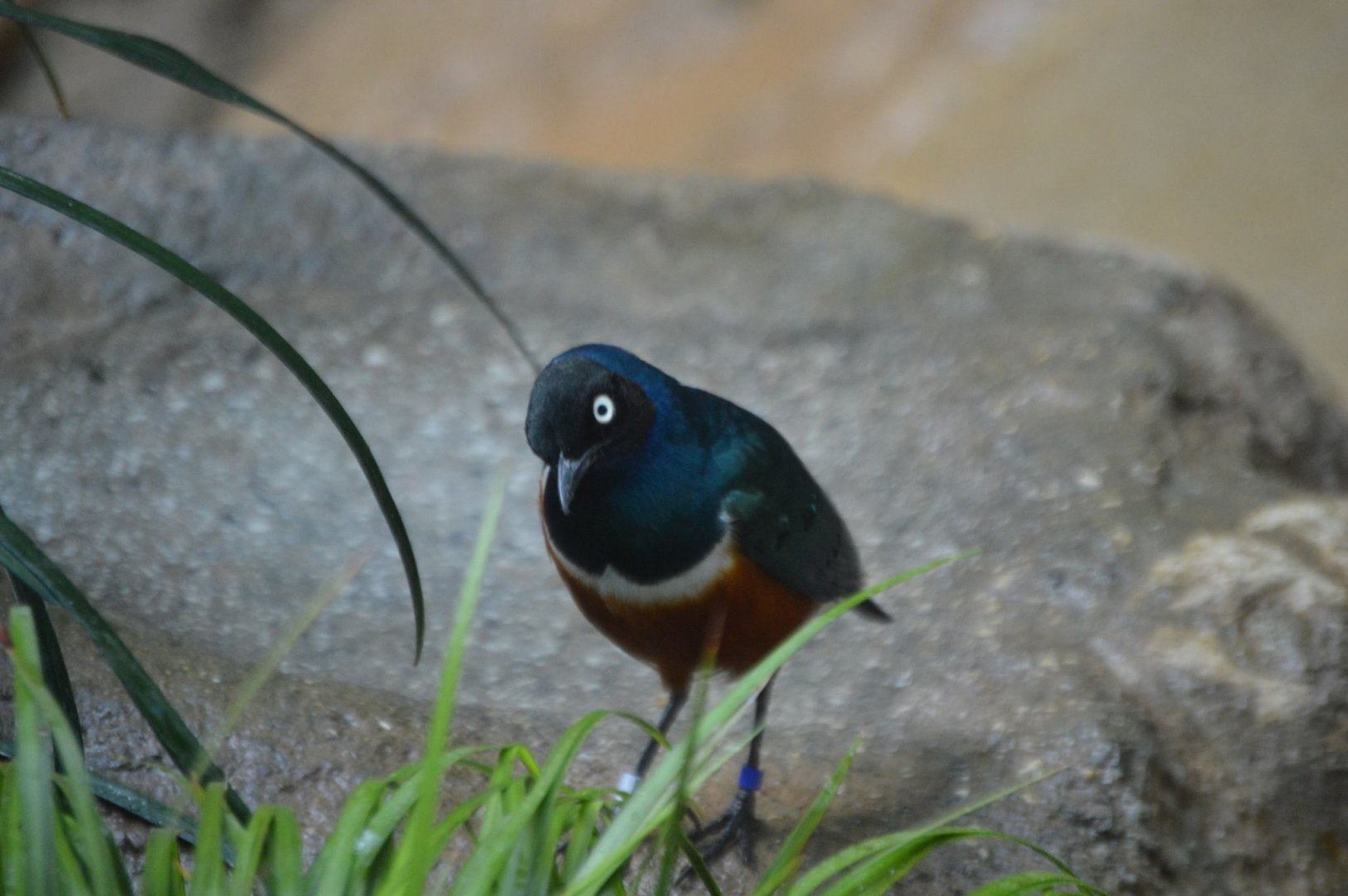 Lamprotornis superbus