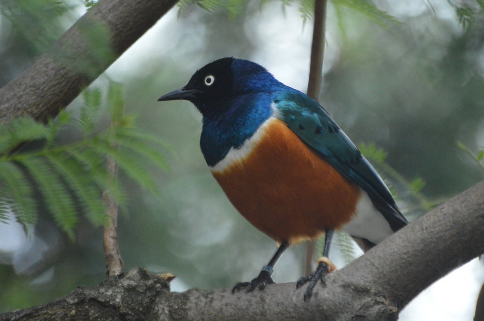 Lamprotornis superbus