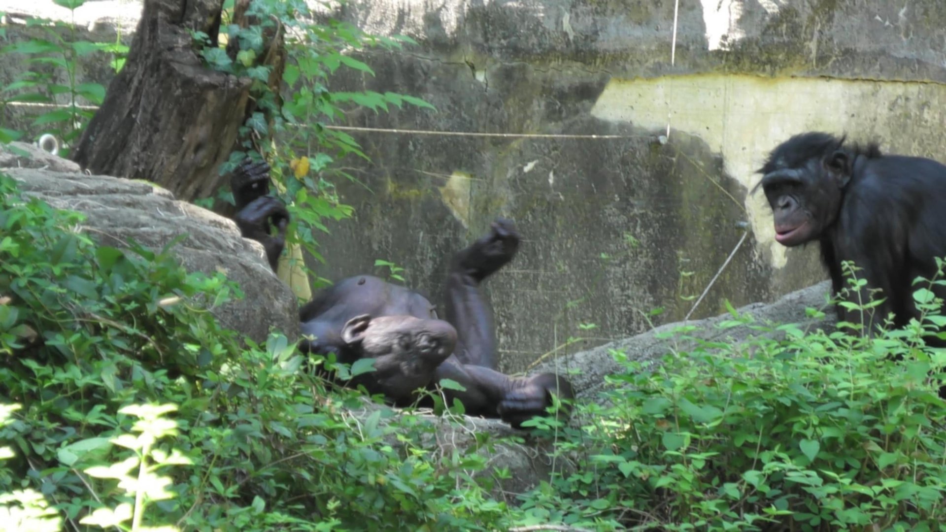 Lana the bonobo has an itch