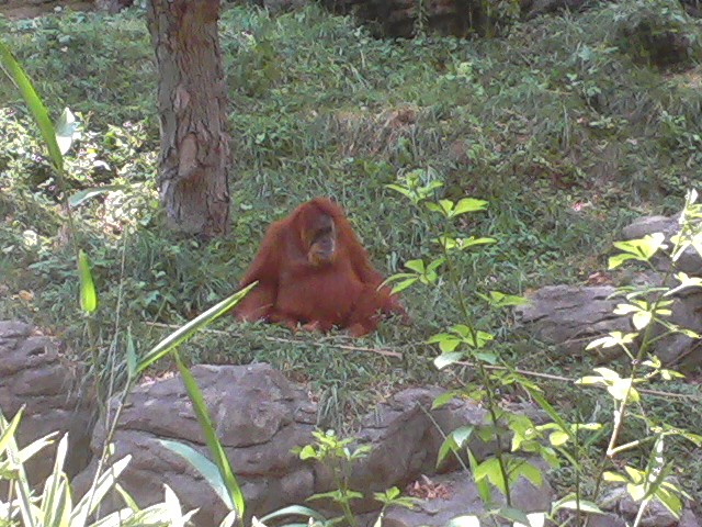 Lana the only Sumatran Orangutan at the zoo