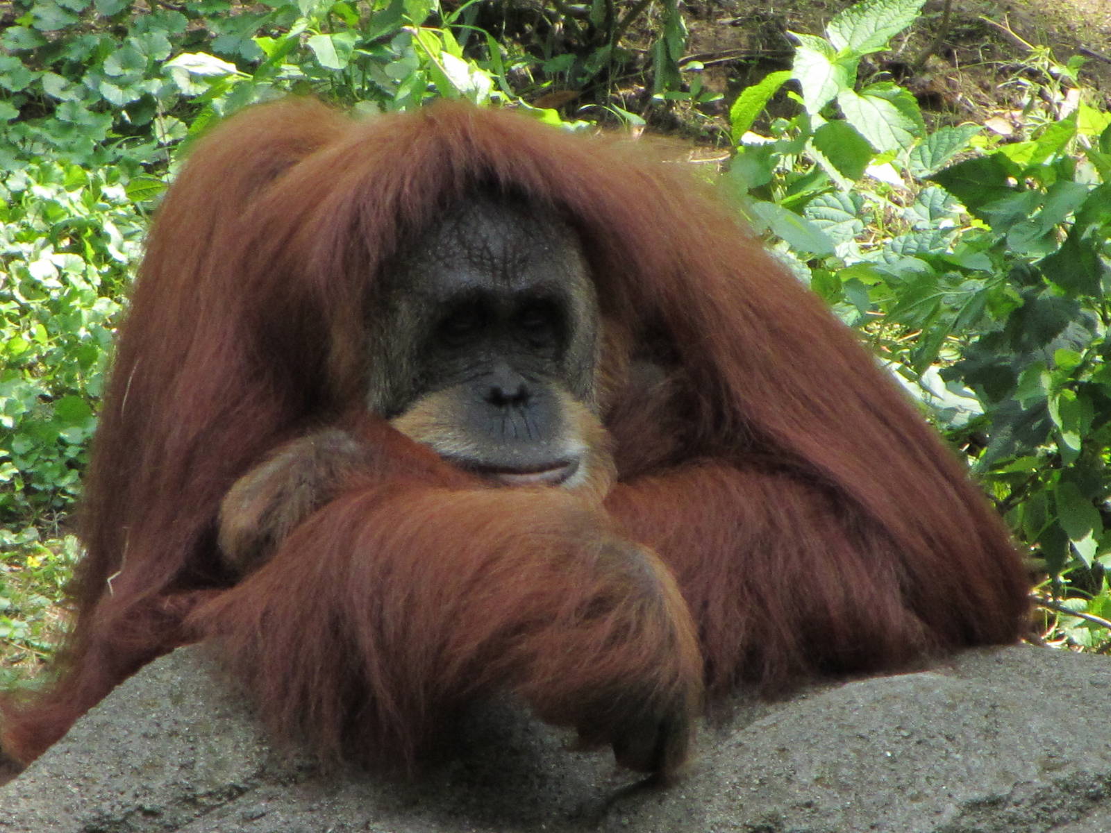 Lana the Sumatran Orangutan