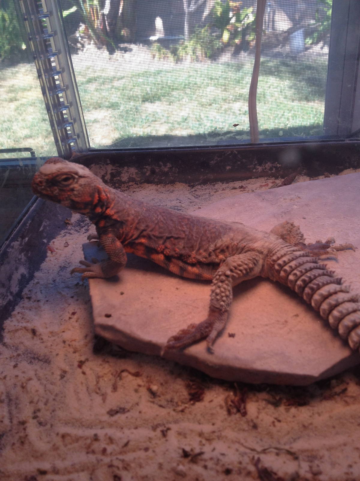 Lanaster my saharan uromastyx