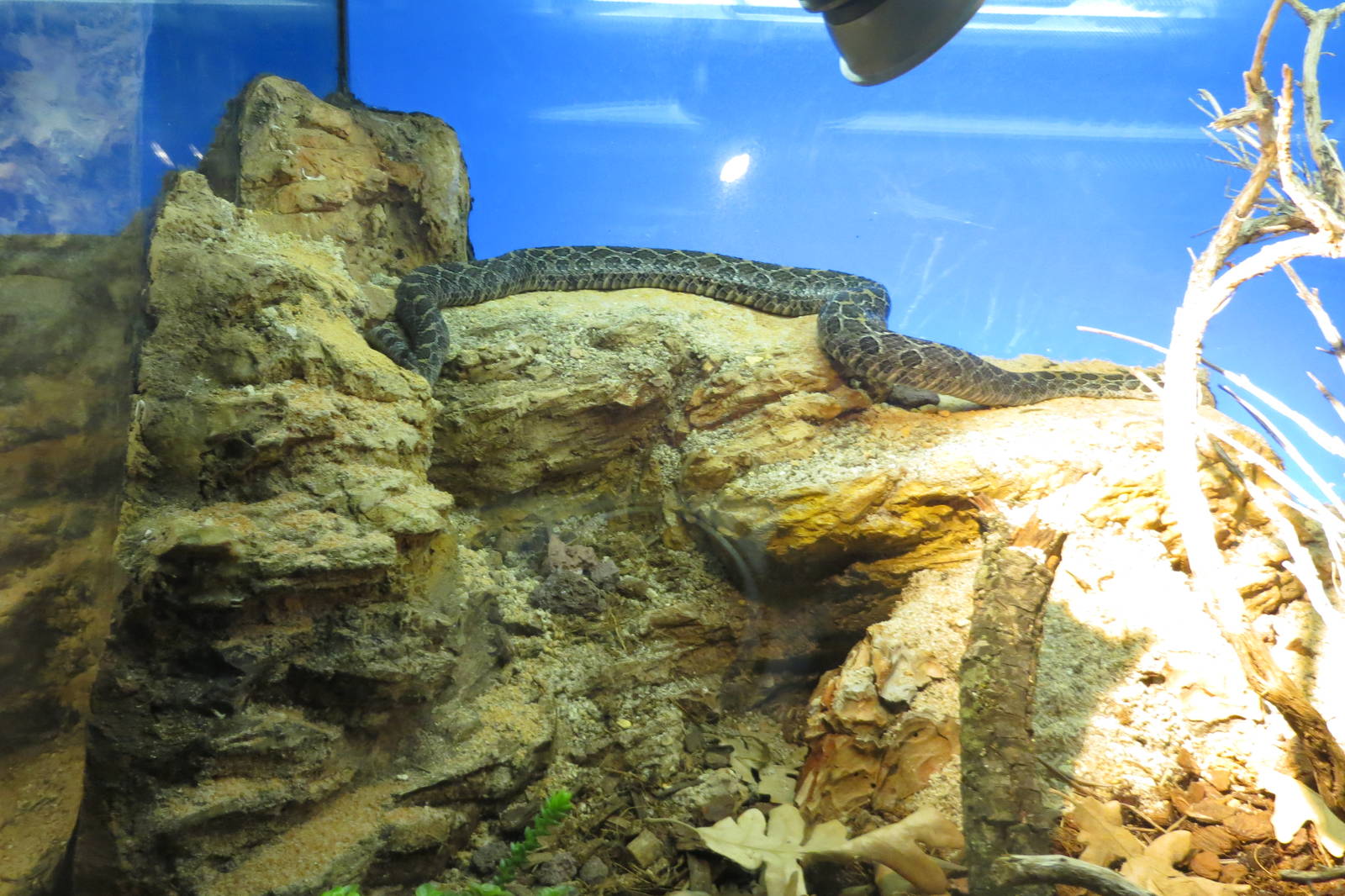 Lance-headed Rattlesnake 140216