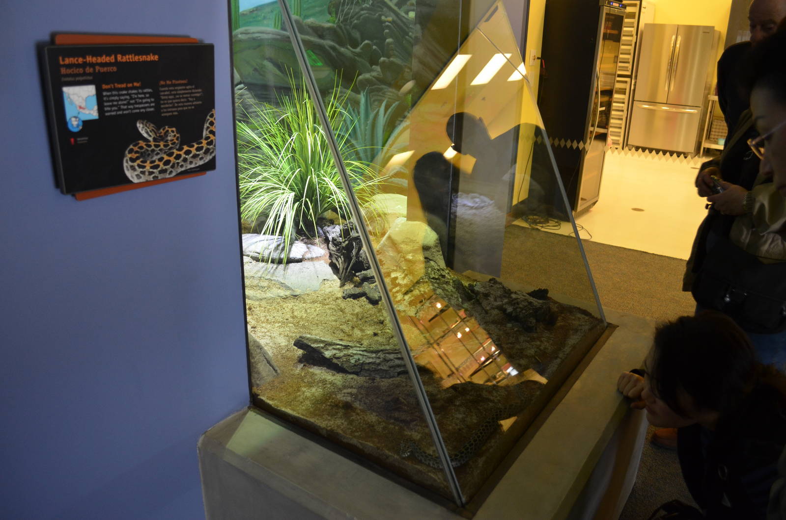 LANCE-HEADED RATTLESNAKE EXHIBIT