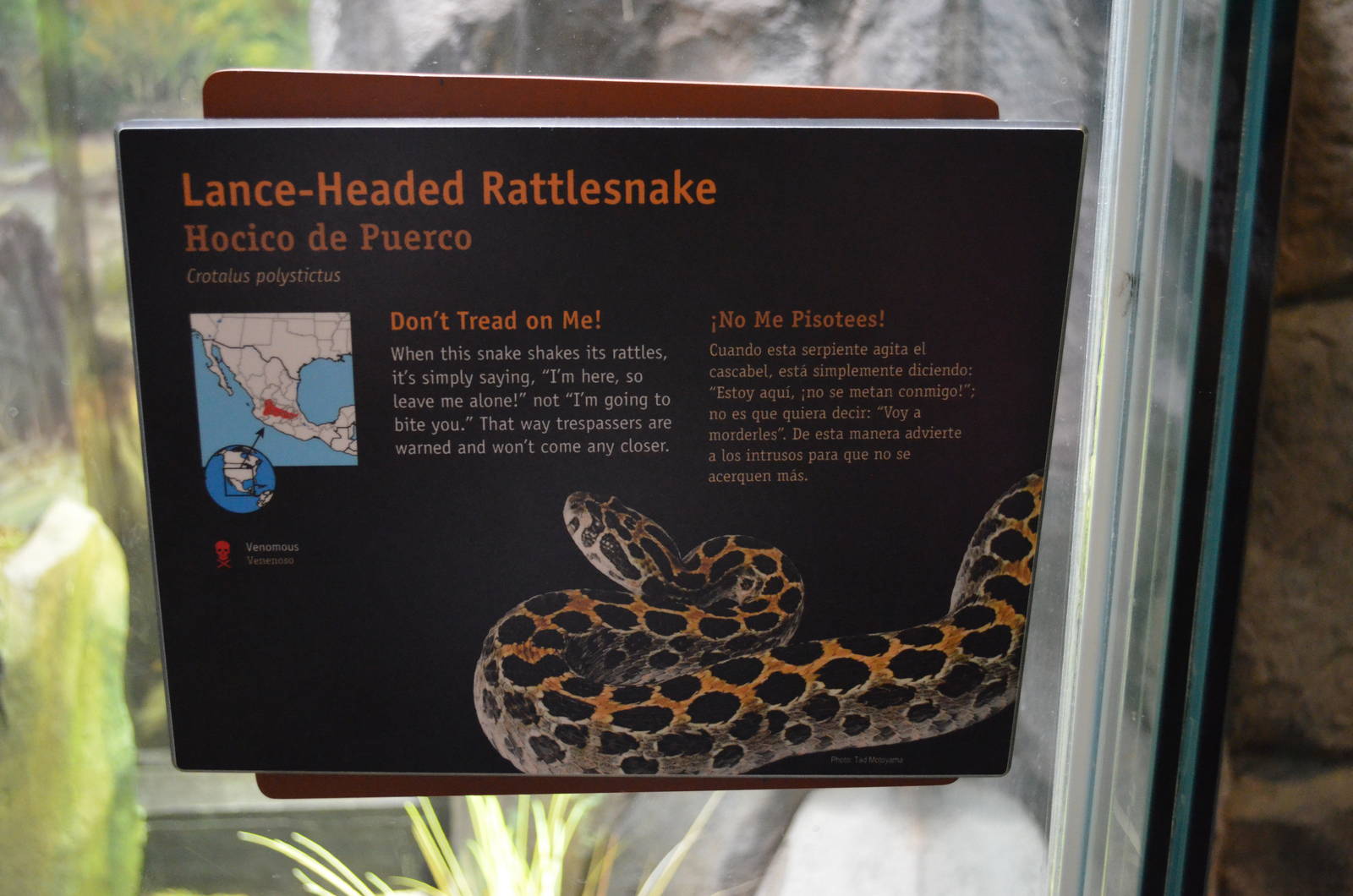 Lance Headed Rattlesnake Signage