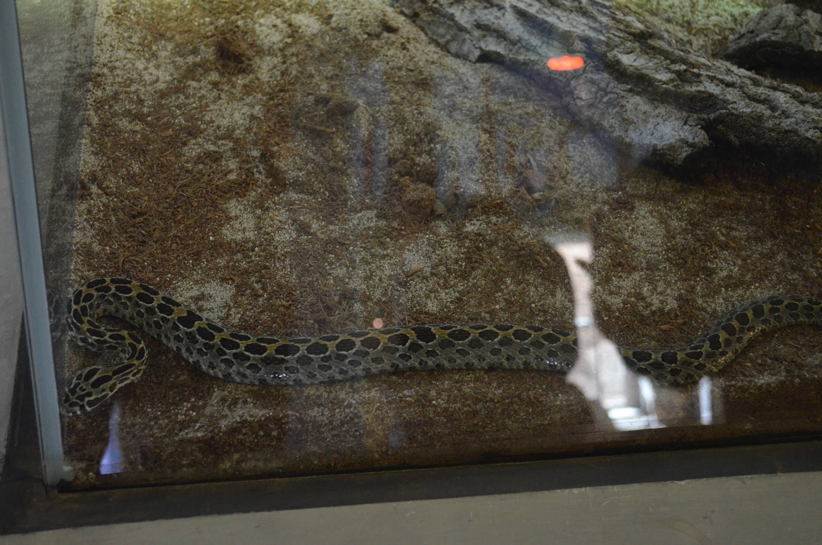 LANCE-HEADED RATTLESNAKE