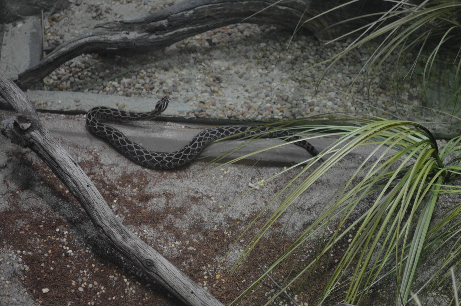 Lance Headed Rattlesnake