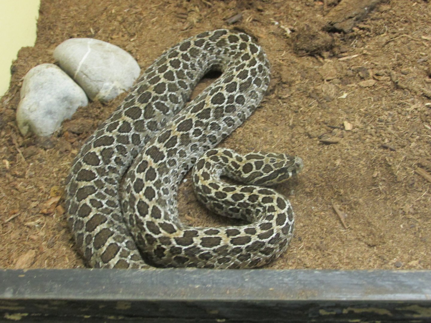 lance headed rattlesnake