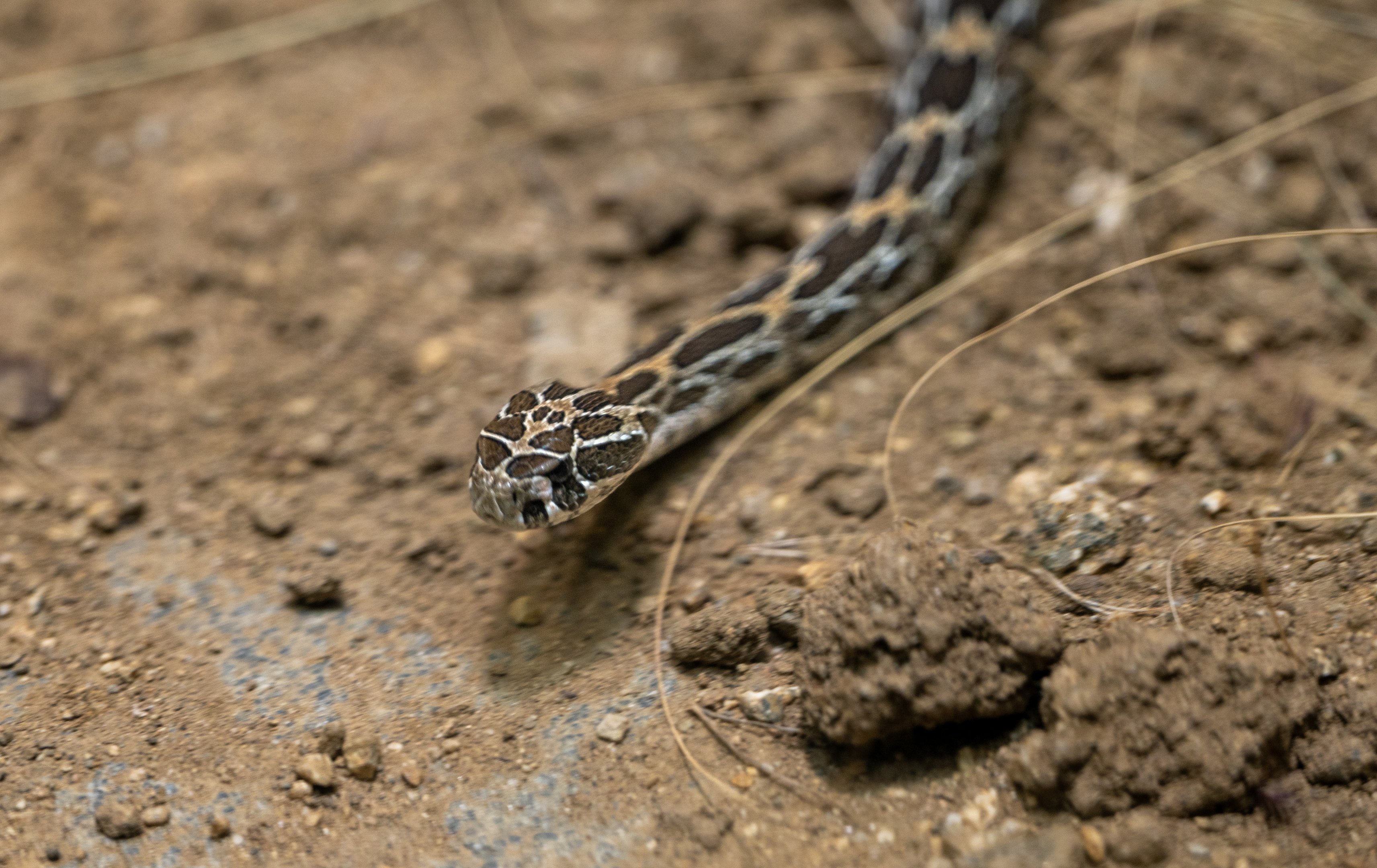 Lance Headed Rattlesnake