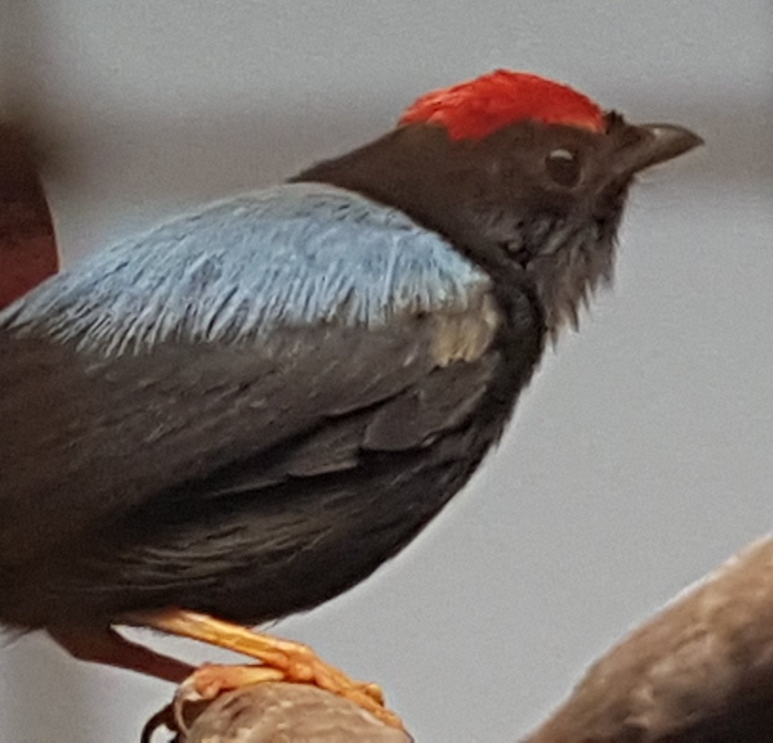 Lance-tailed manakin - Chiroxiphia lanceolata