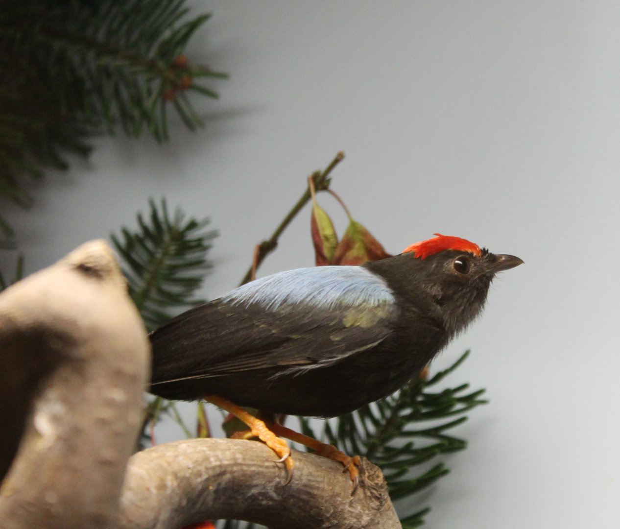 Lance-tailed manakin - Chiroxiphia lanceolata