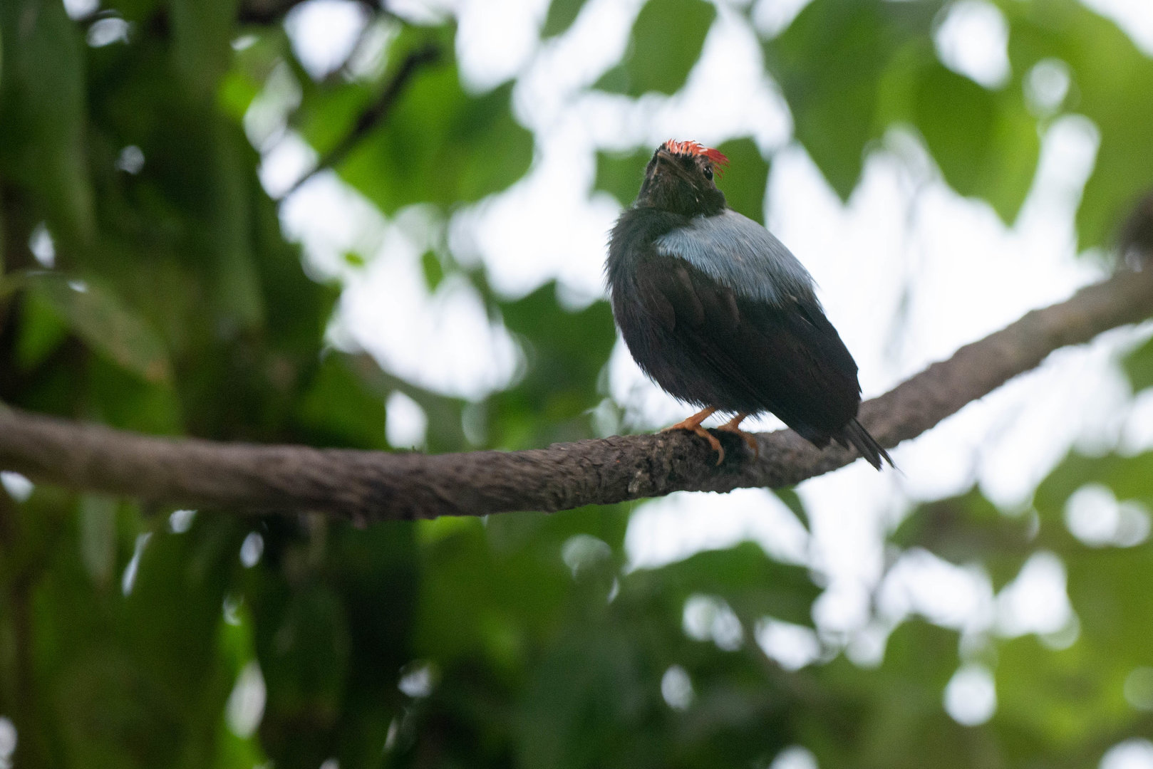 Lance-tailed Manakin- Chiroxiphia lanceolata