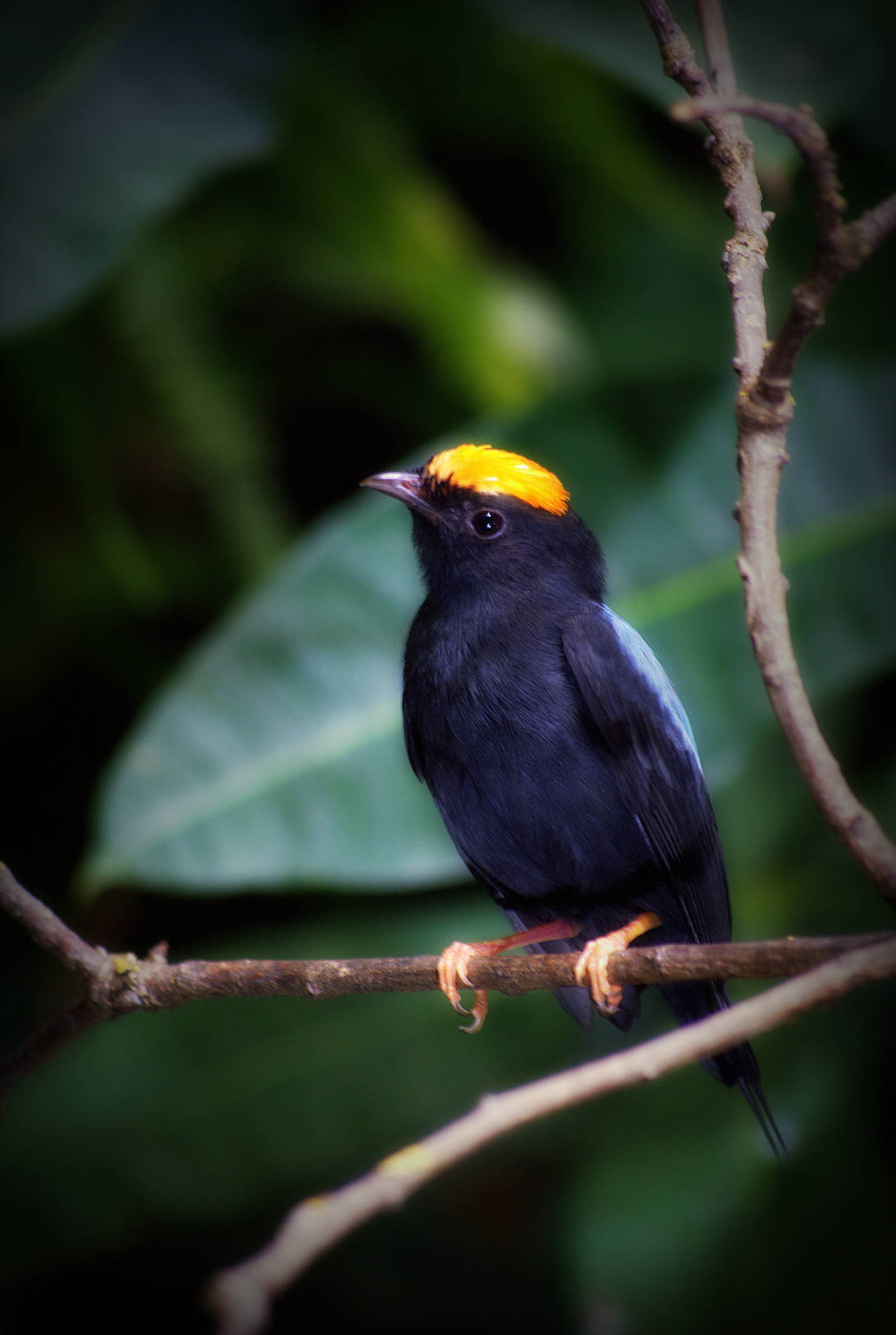 Lance-tailed manakin
